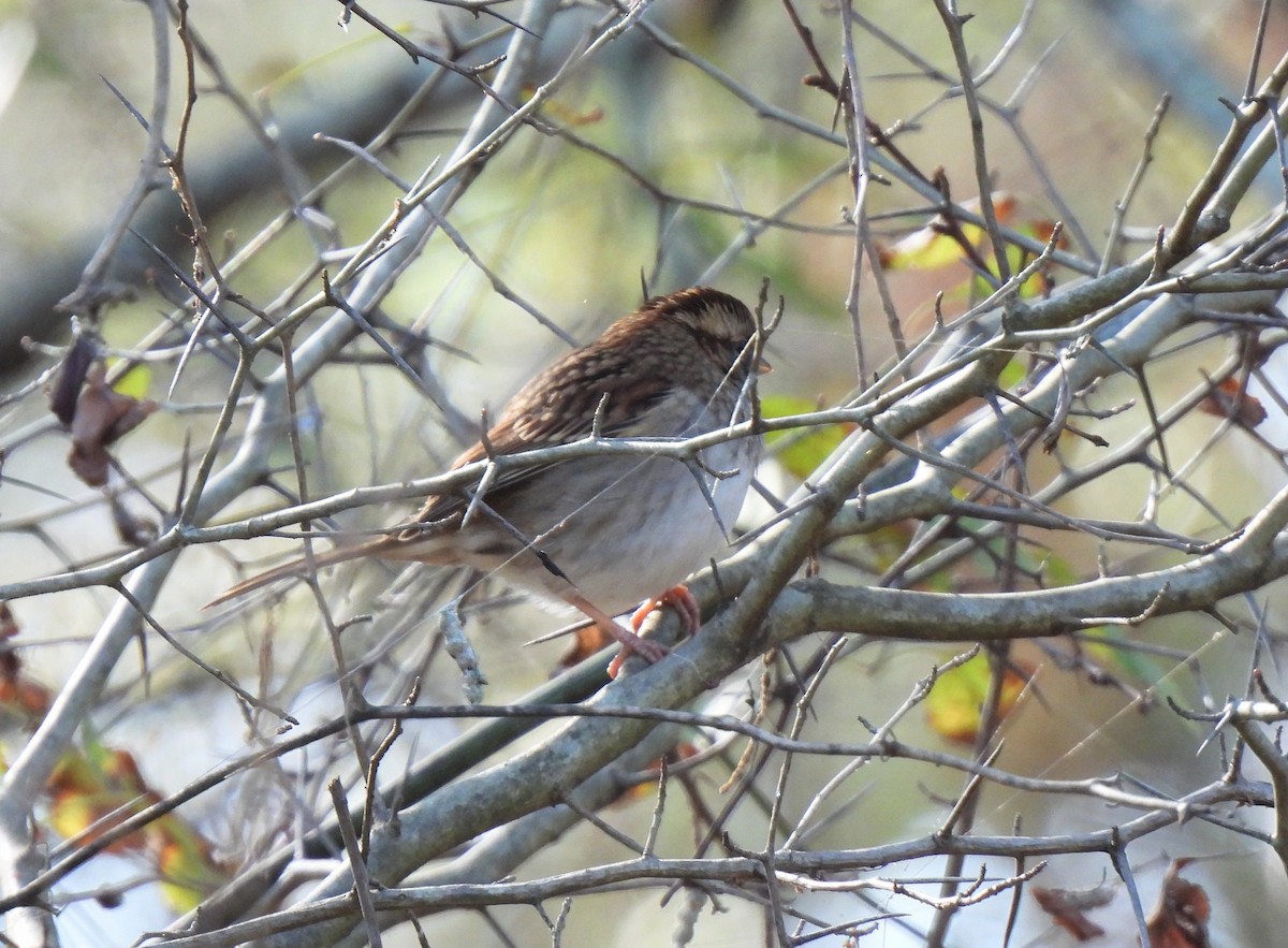 White-throated Sparrow - Ed Daniels