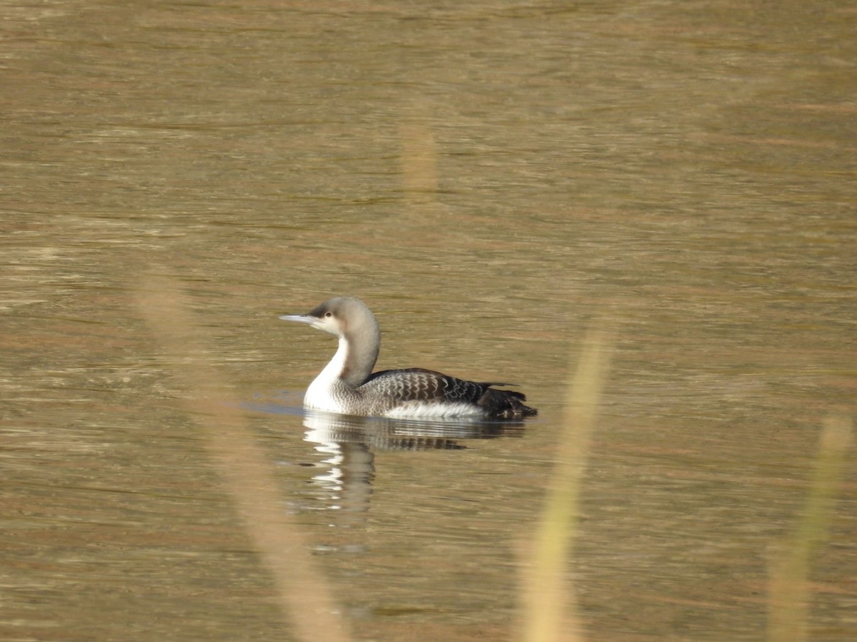 Pacific Loon - ML505033621
