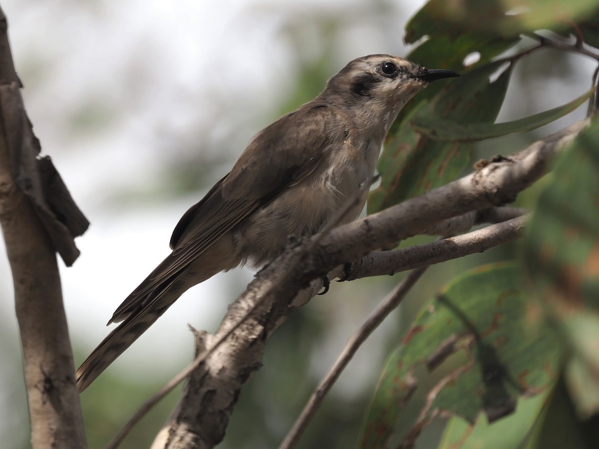 Black-eared Cuckoo - Magen Pettit