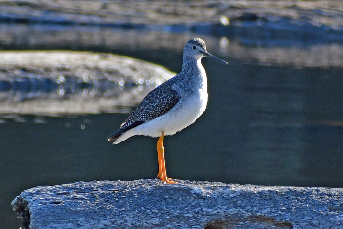 Greater Yellowlegs - Steve Hawes