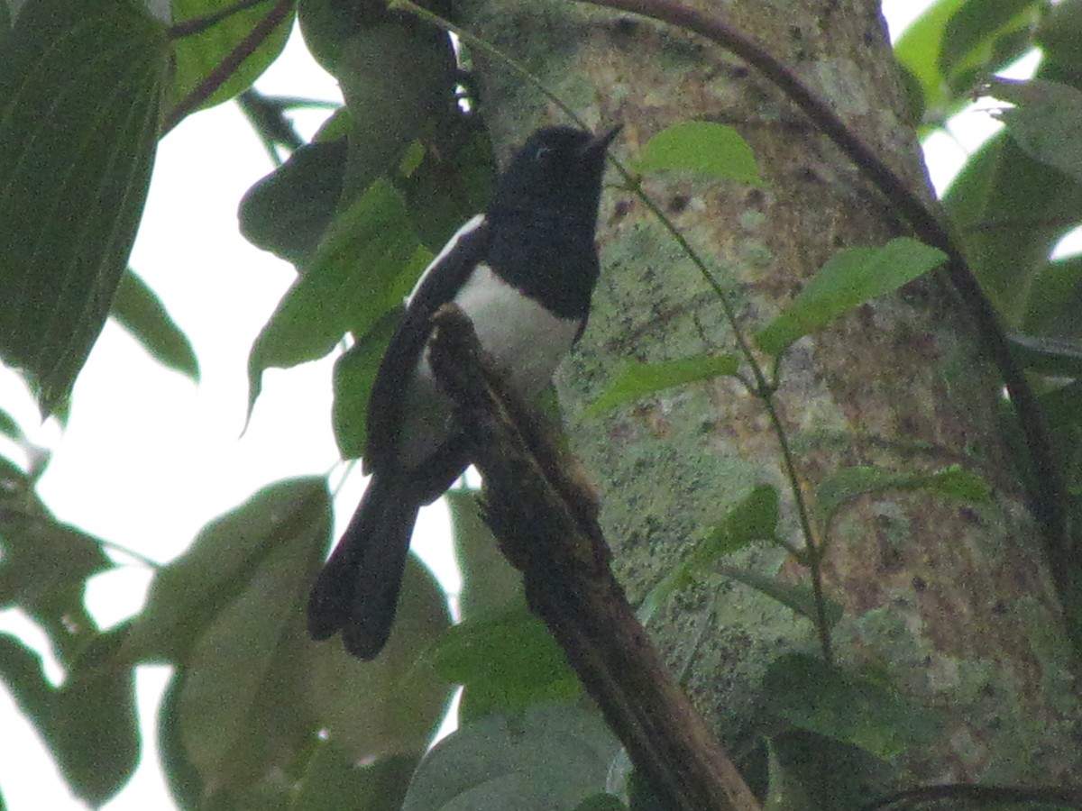 Philippine Magpie-Robin - ML505035721