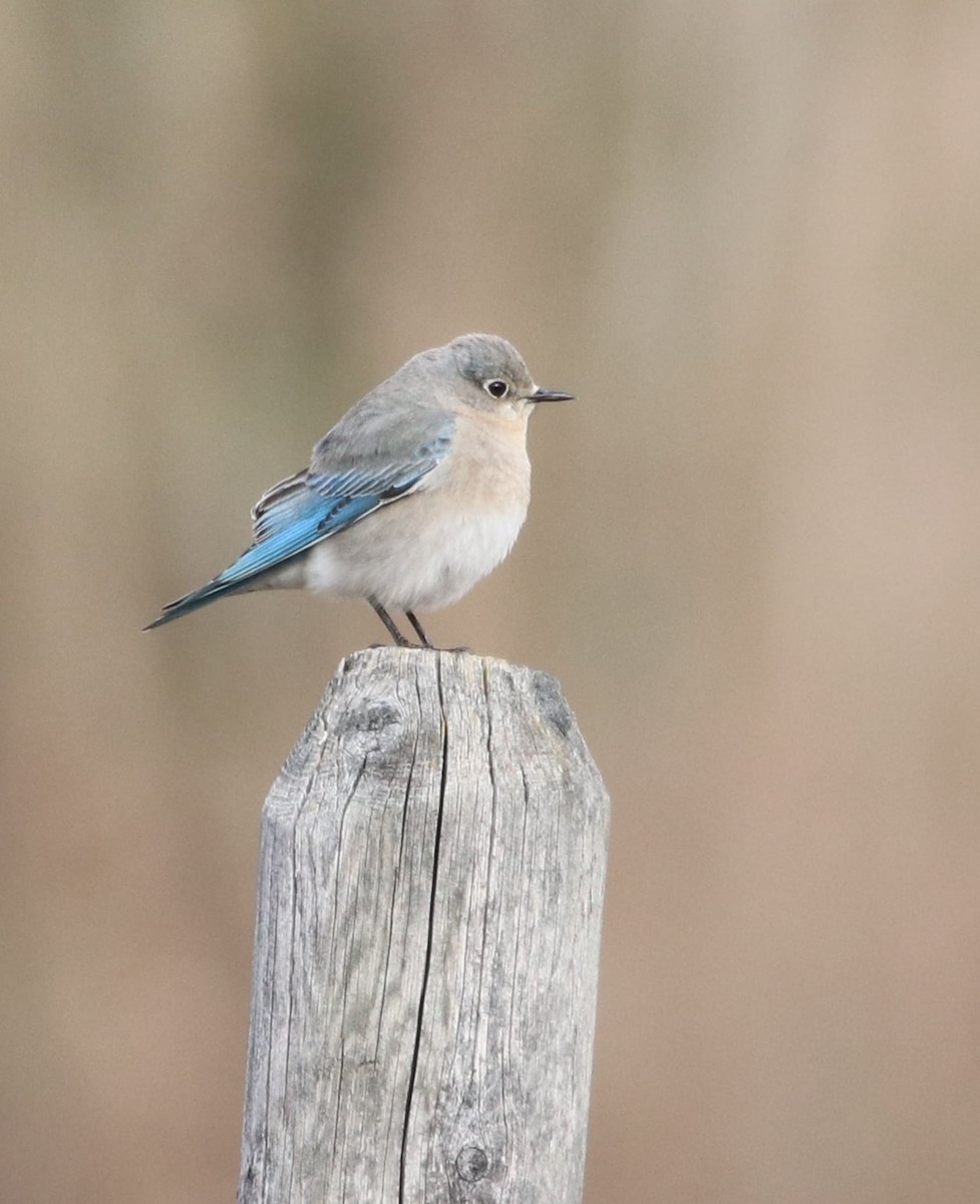 Mountain Bluebird - ML505035941