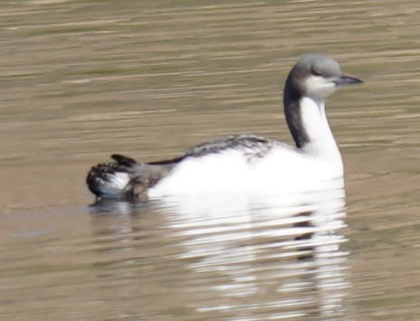 Pacific Loon - ML505036111