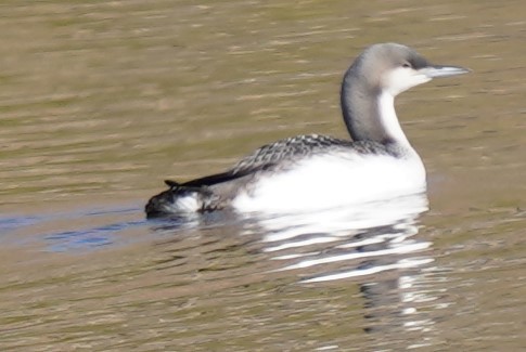 Pacific Loon - ML505036121