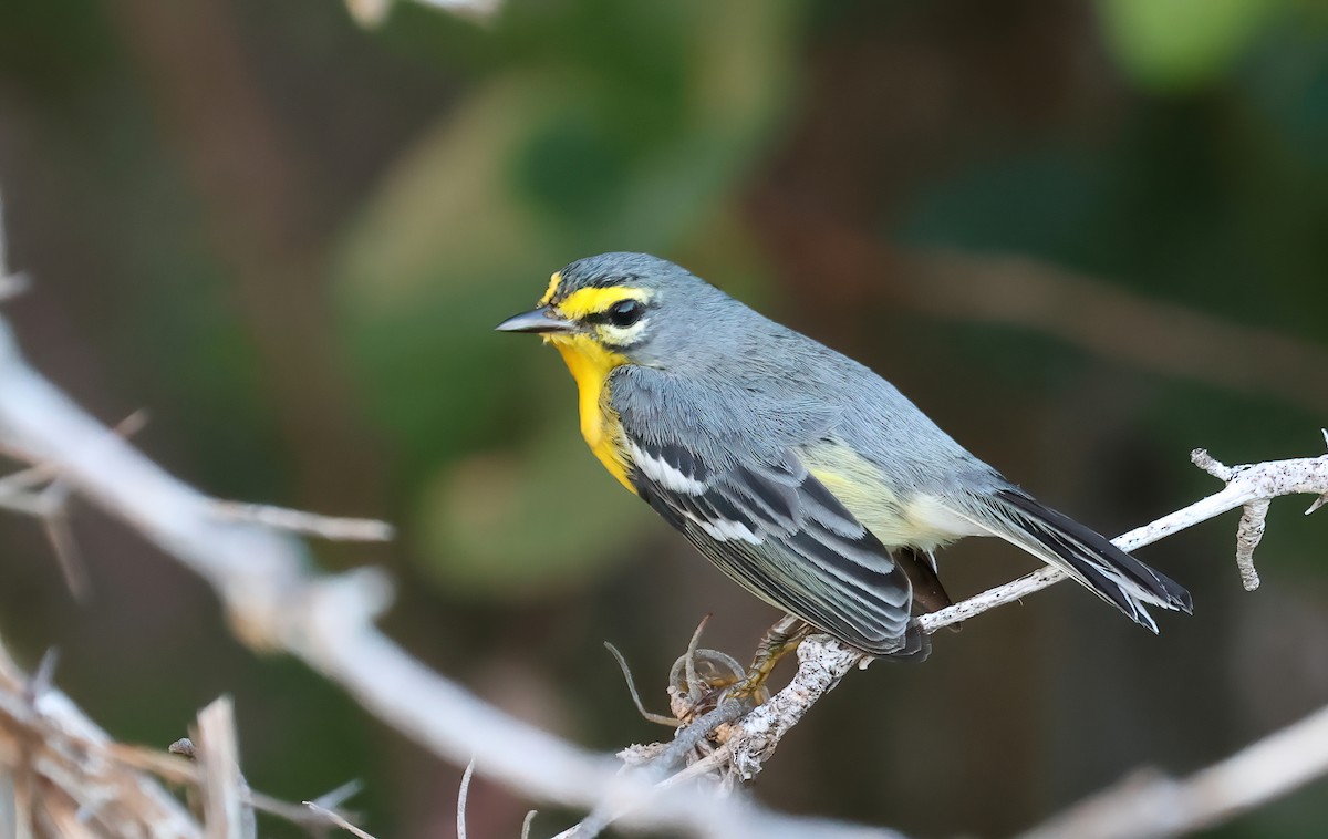 Adelaide's Warbler - Matthew Grube