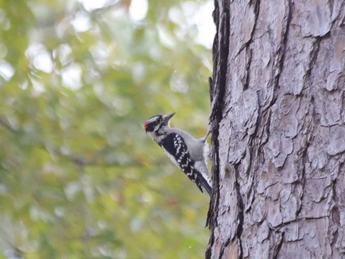 Downy Woodpecker - ML505039821