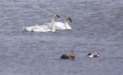 Northern Shoveler - ML50504061