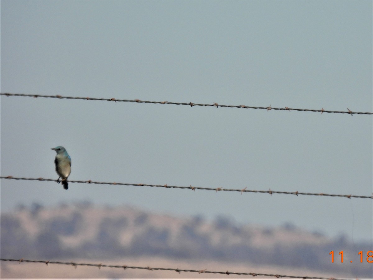 Mountain Bluebird - ML505040911