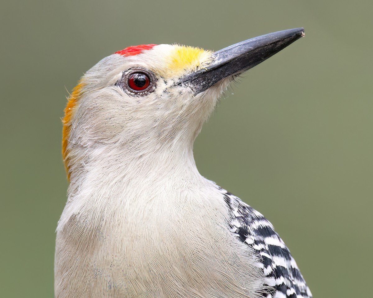 Golden-fronted Woodpecker - ML505041731