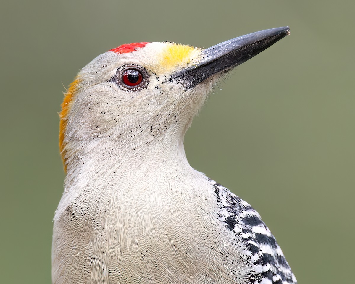 Golden-fronted Woodpecker - Ryan Sanderson