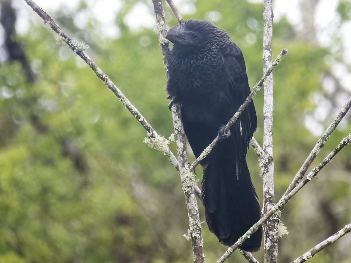 Smooth-billed Ani - ML505041841