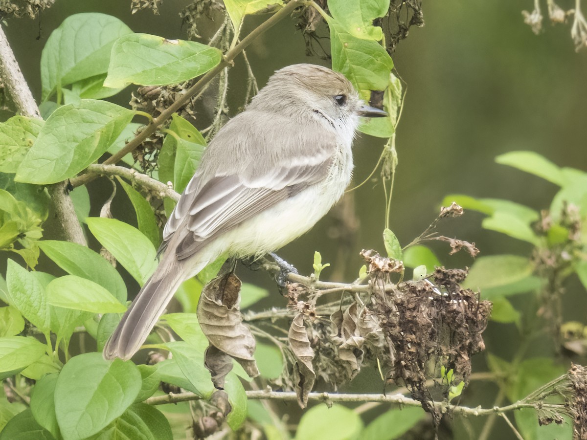 Galapagos Flycatcher - ML505041881