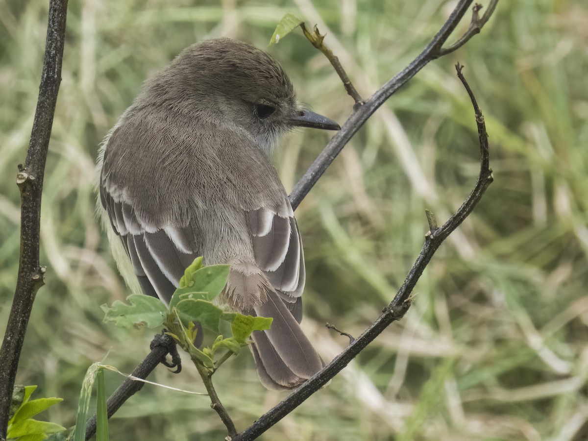 Galapagos Flycatcher - ML505041891