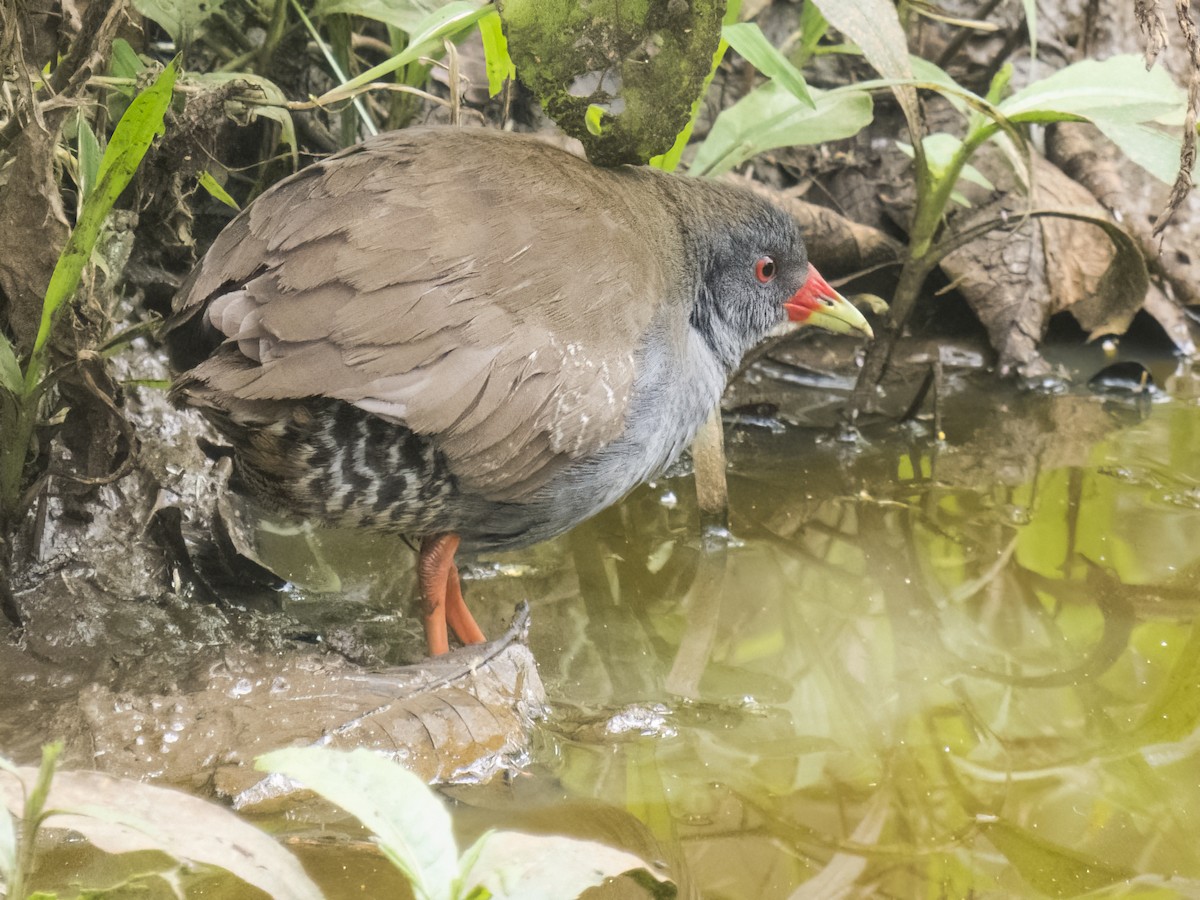 Paint-billed Crake - ML505041951