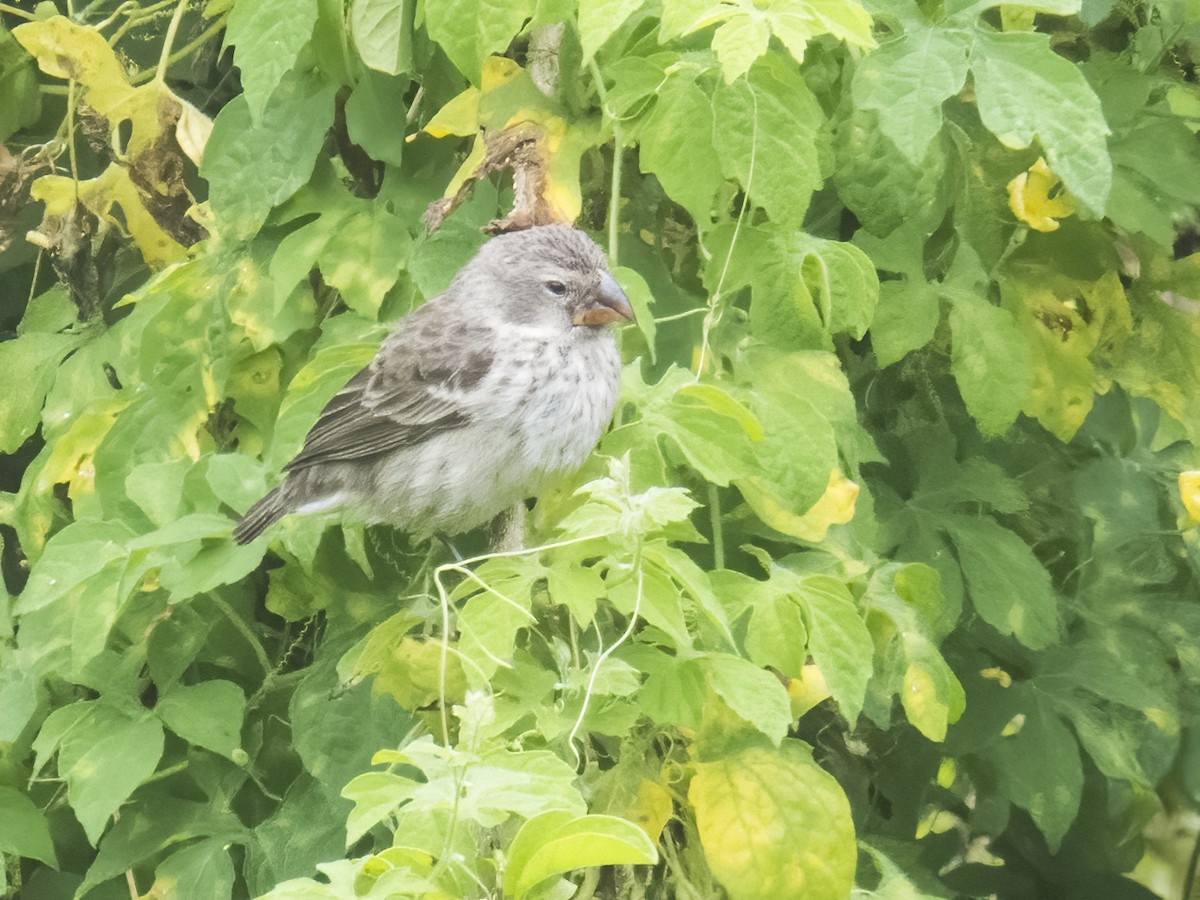 Large Tree-Finch - ML505041971