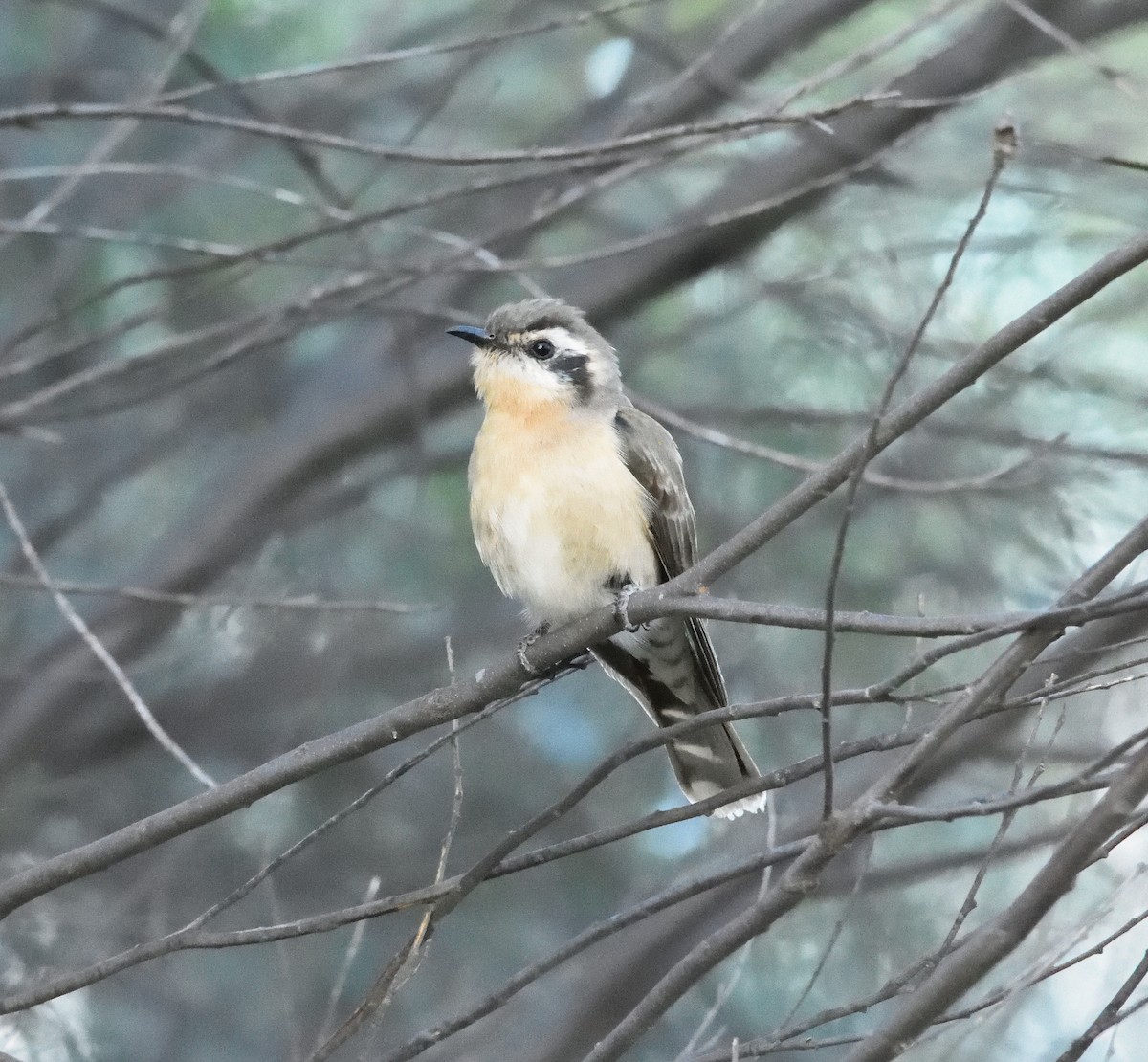 Black-eared Cuckoo - ML505042141