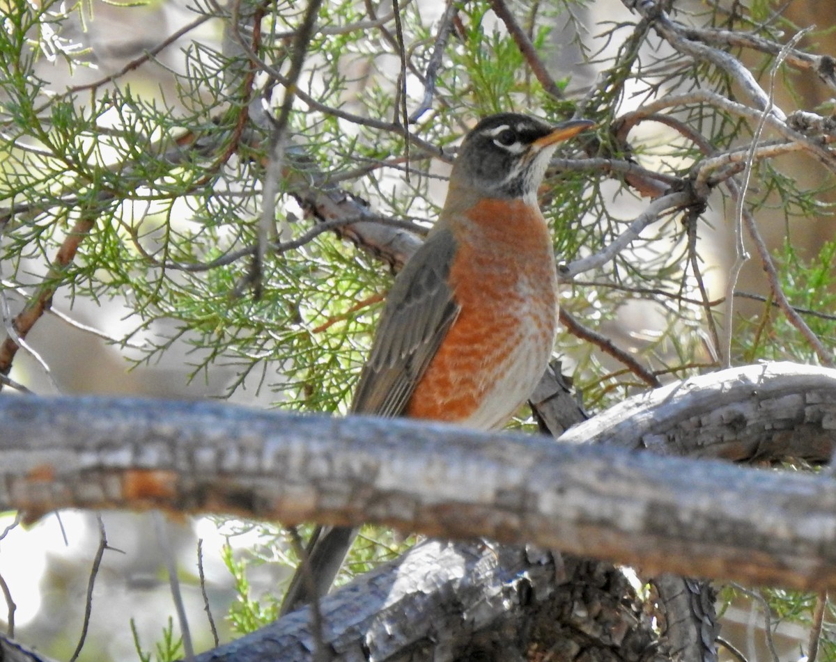 American Robin - ML505042451