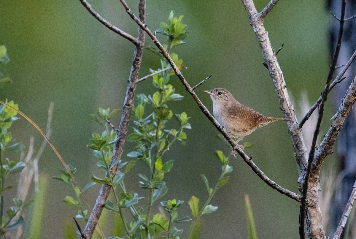 House Wren - ML505042741