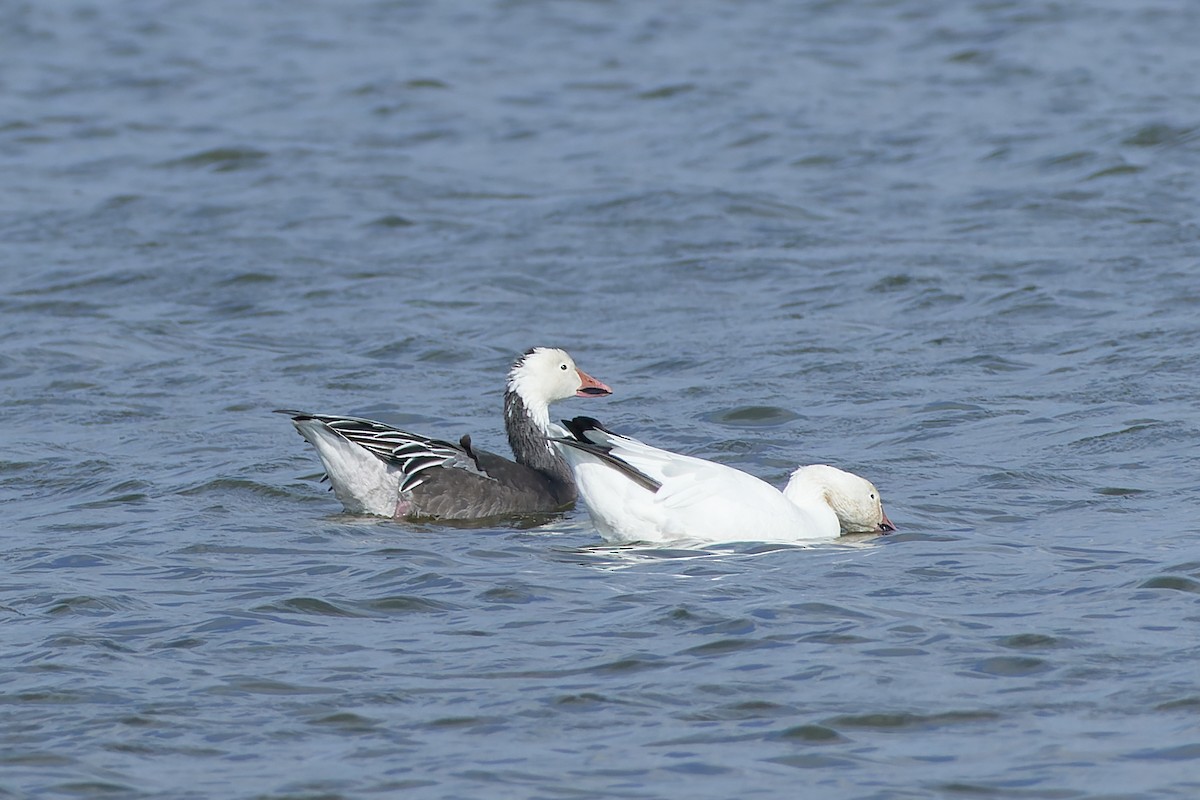 Snow Goose - ML505043051