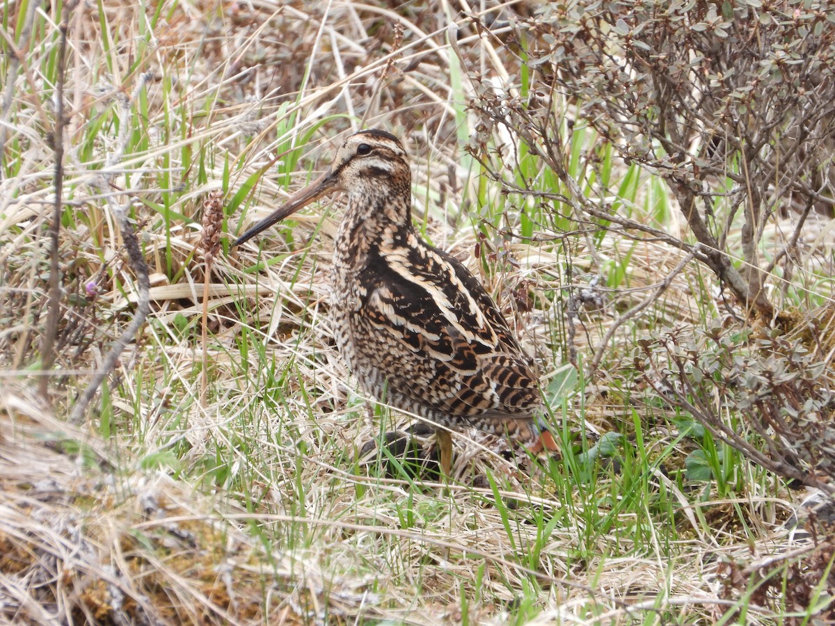 Wood Snipe - ML505043081