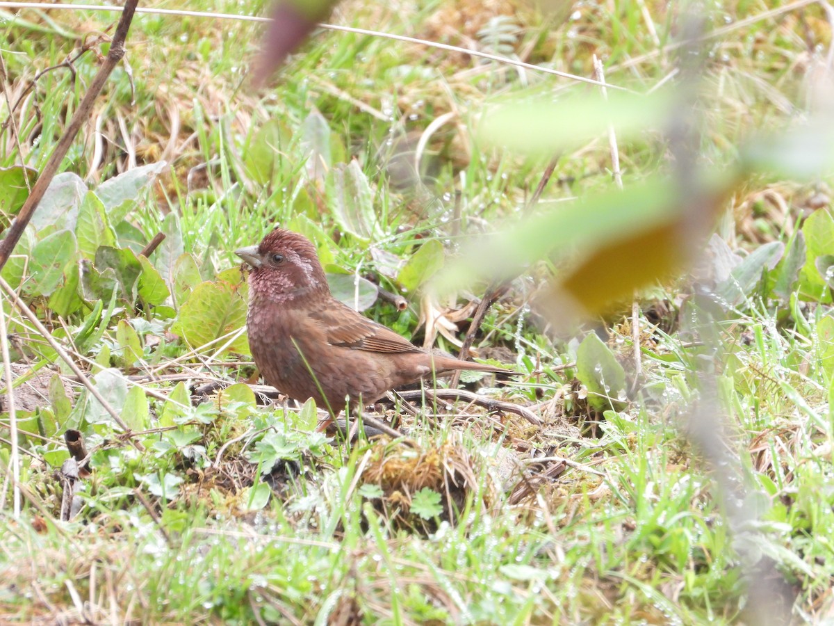 Dark-rumped Rosefinch - ML505043221