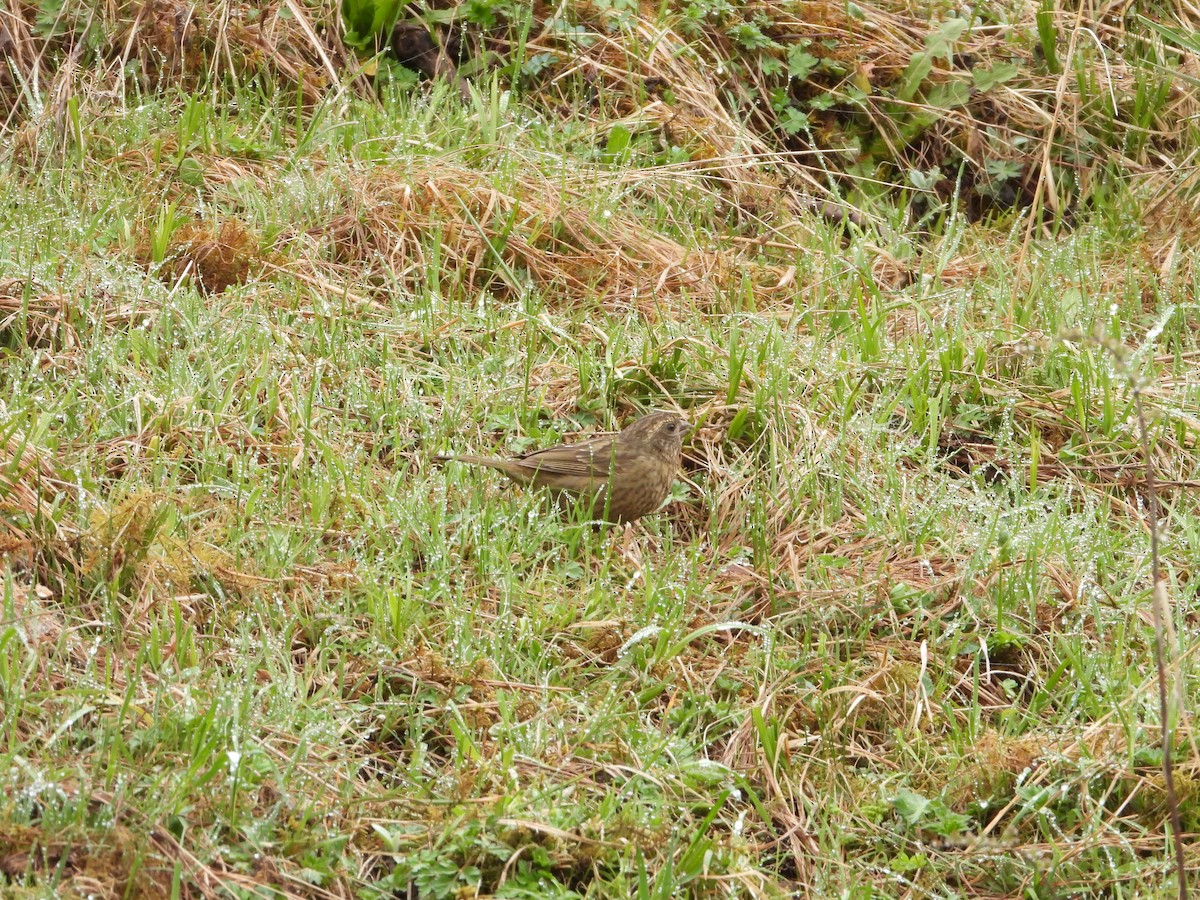 Dark-rumped Rosefinch - ML505043401