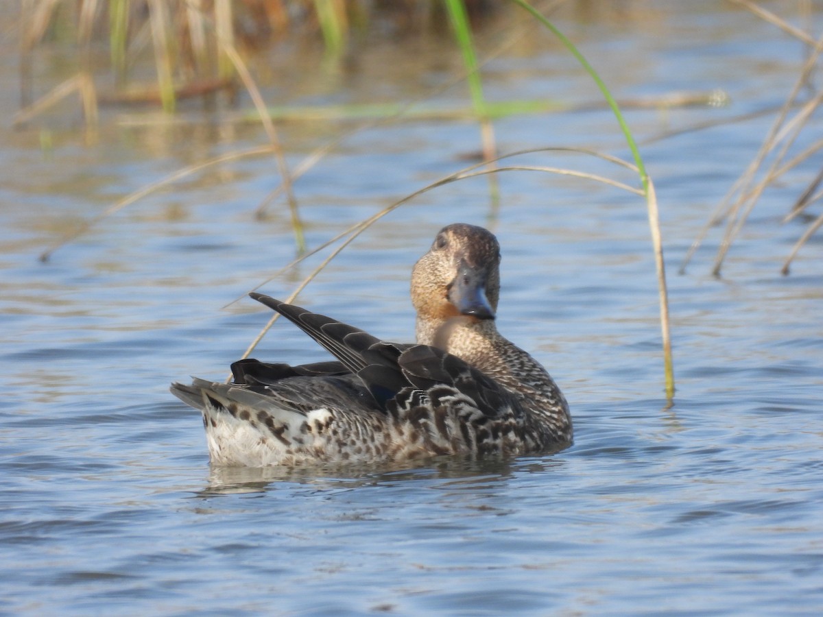 Green-winged Teal - tiger 鄭