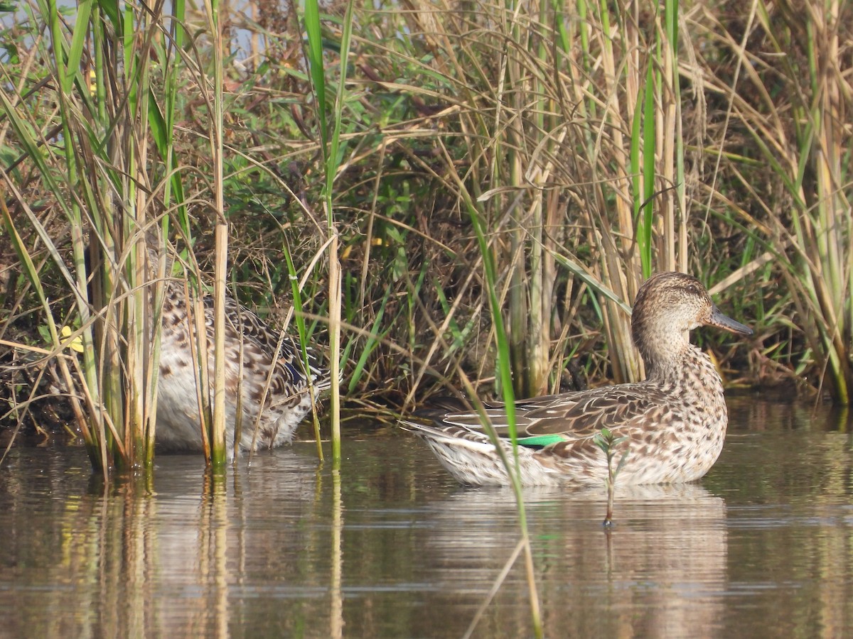 Green-winged Teal - tiger 鄭