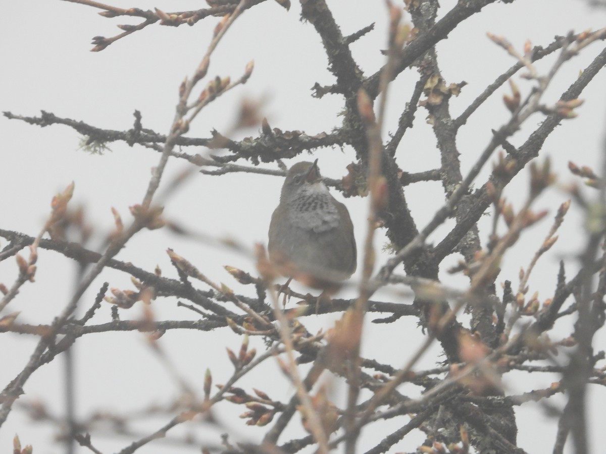 Spotted Bush Warbler - ML505043591