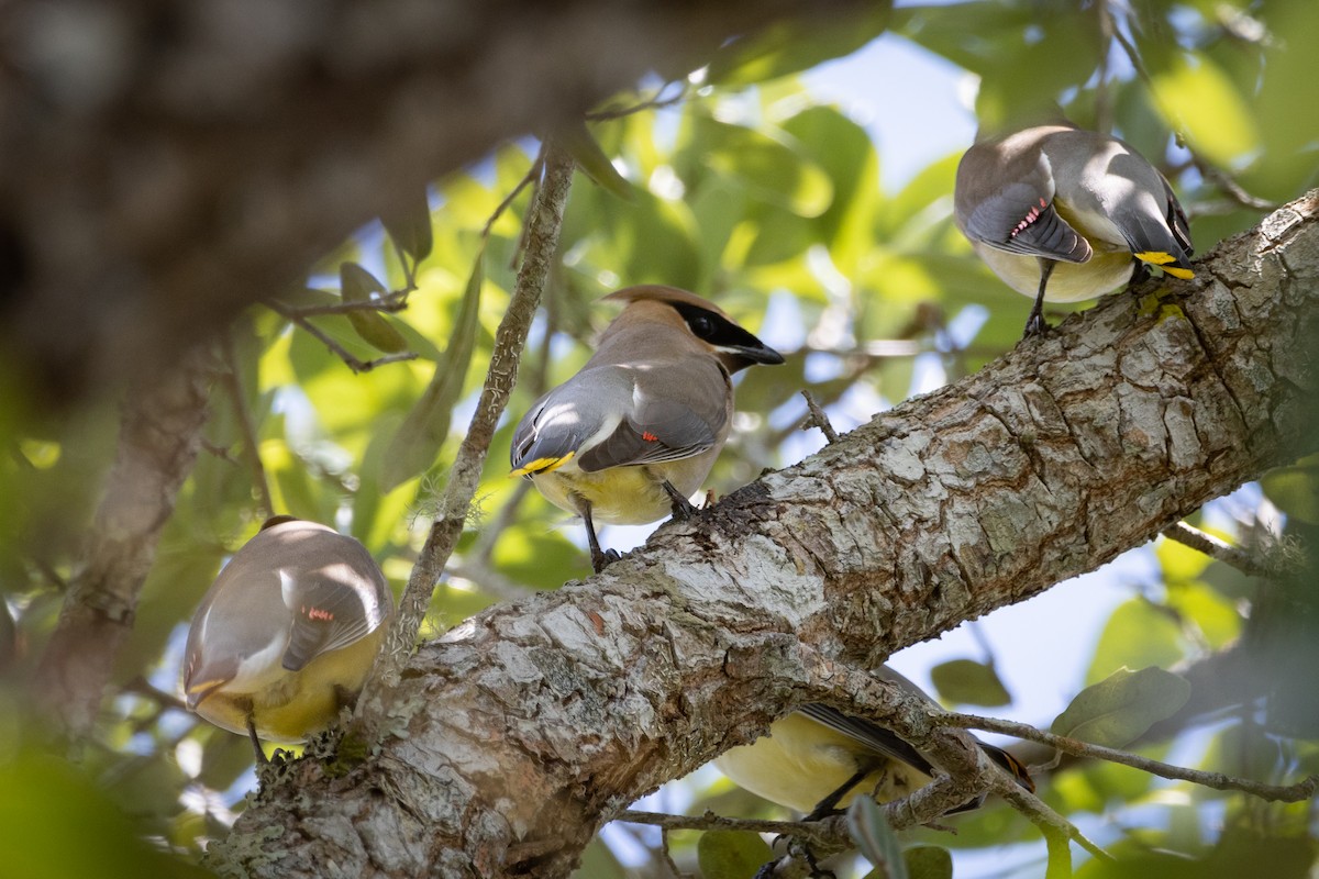 Cedar Waxwing - ML505045001