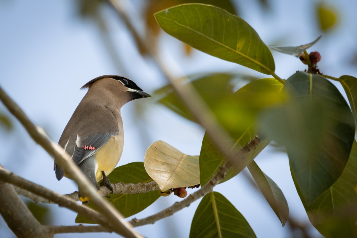 Cedar Waxwing - ML505045011