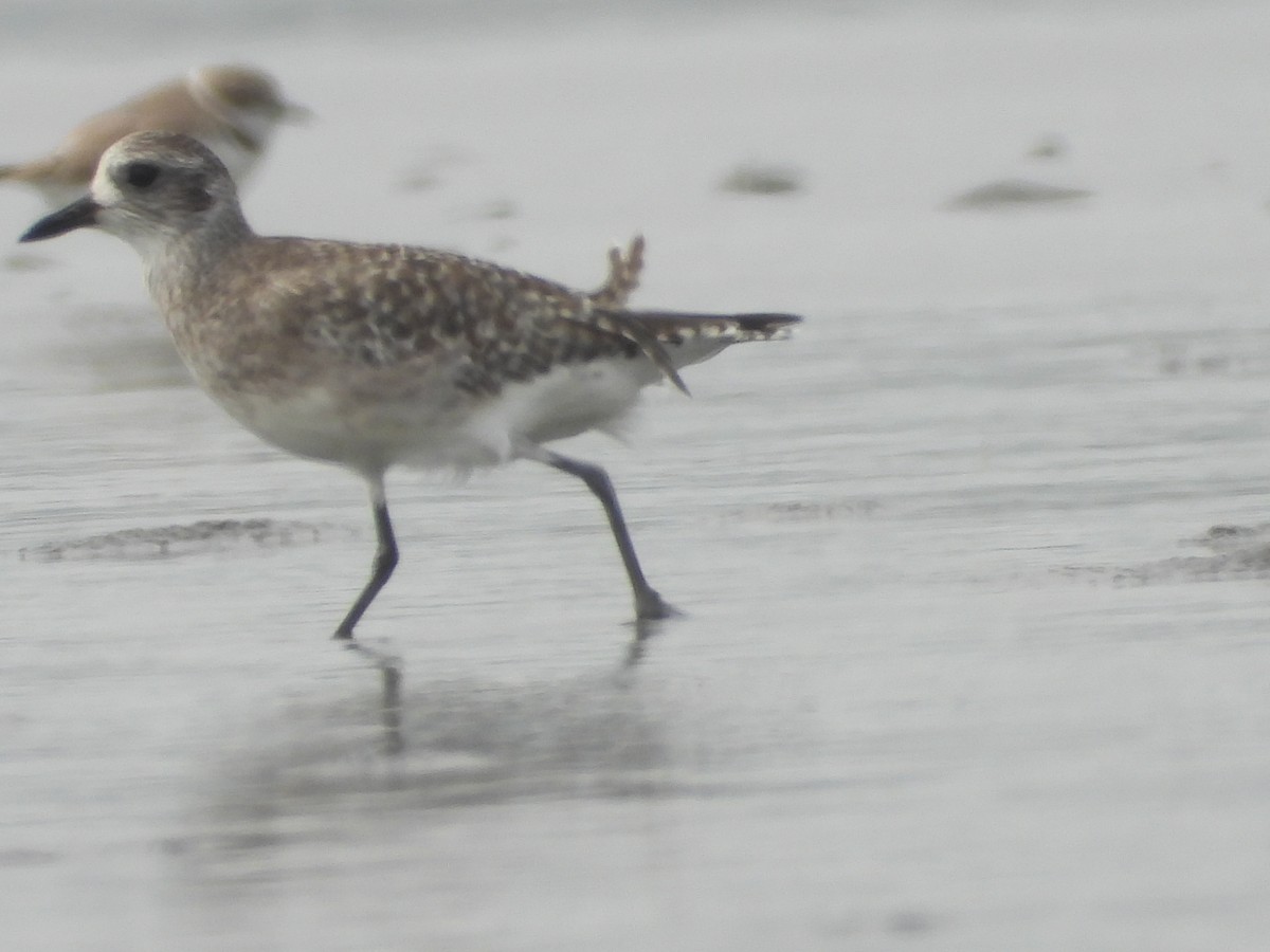 Black-bellied Plover/golden-plover sp. - tiger 鄭