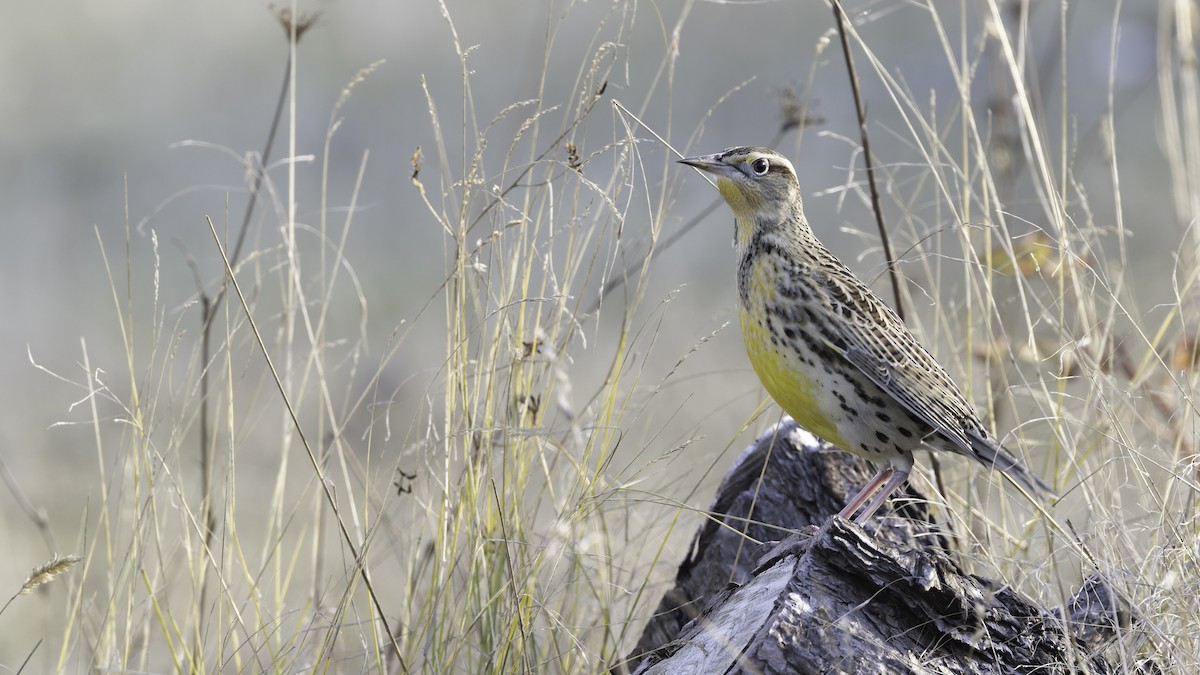 Western Meadowlark - Eric Ellingson