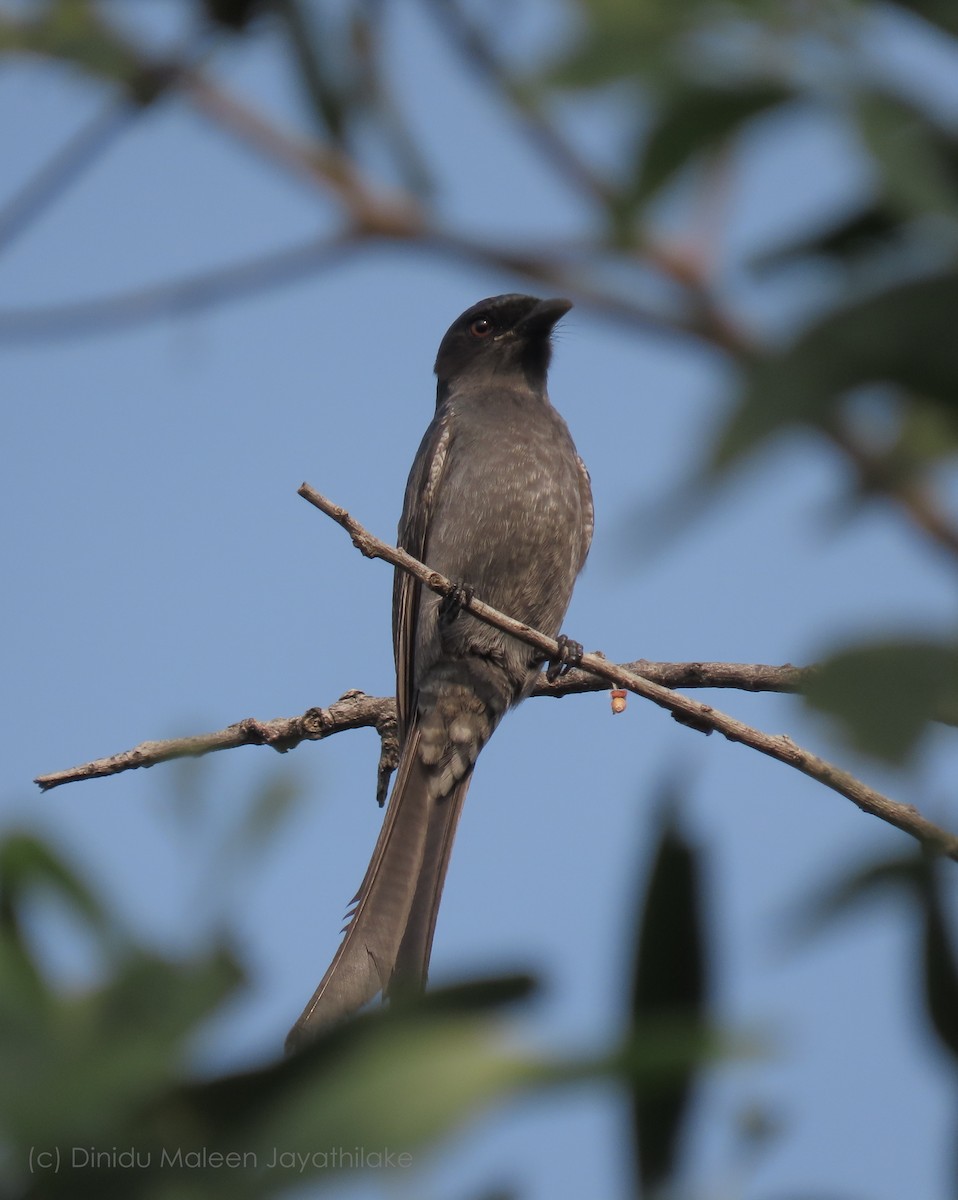 Ashy Drongo - Dinidu Jayathilake