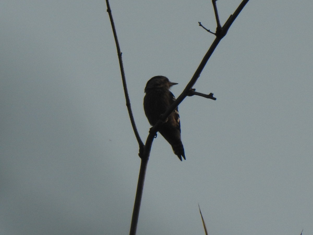 Gray-capped Pygmy Woodpecker - ML505051821