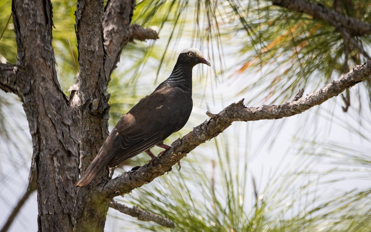 White-crowned Pigeon - ML505053141