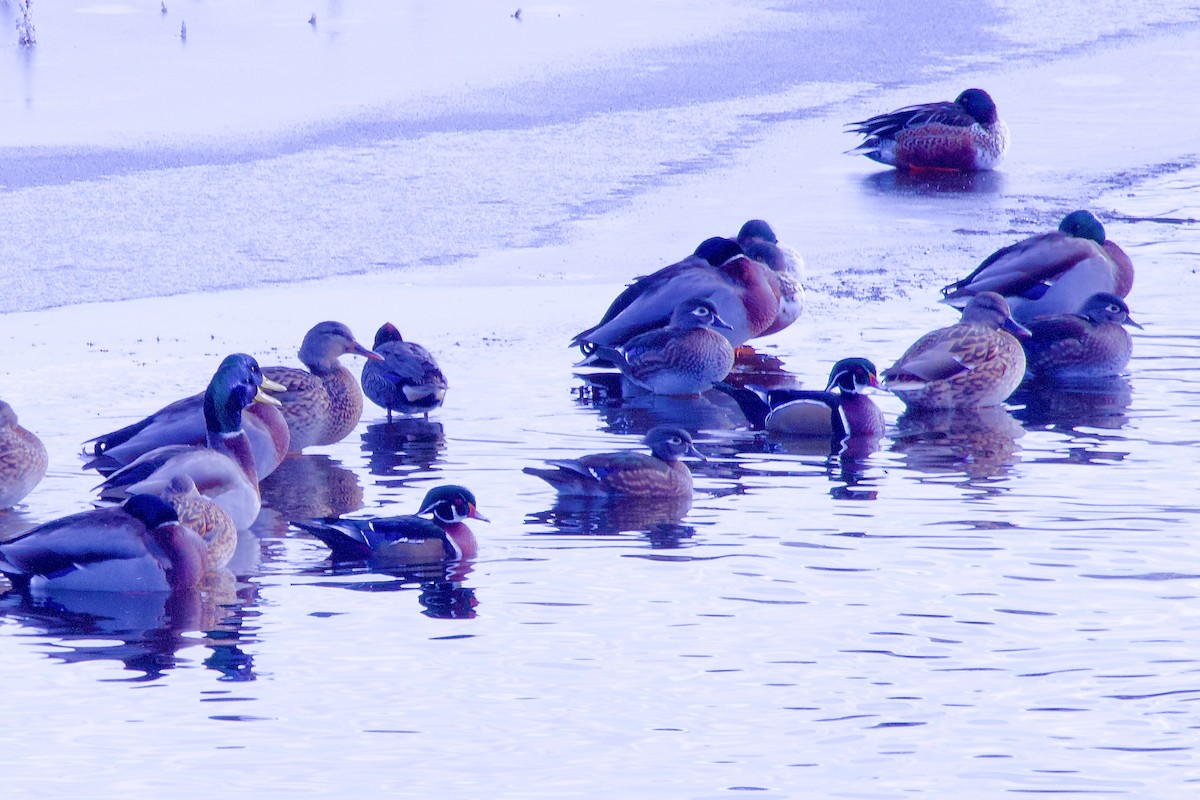 Wood Duck - ML505053321