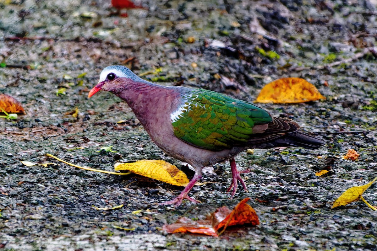 Asian Emerald Dove - Ravi Iyengar