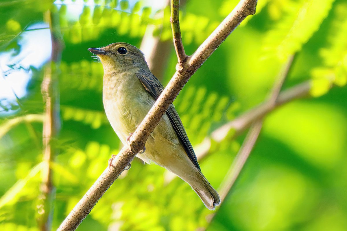 Narcissus Flycatcher - ML505054411