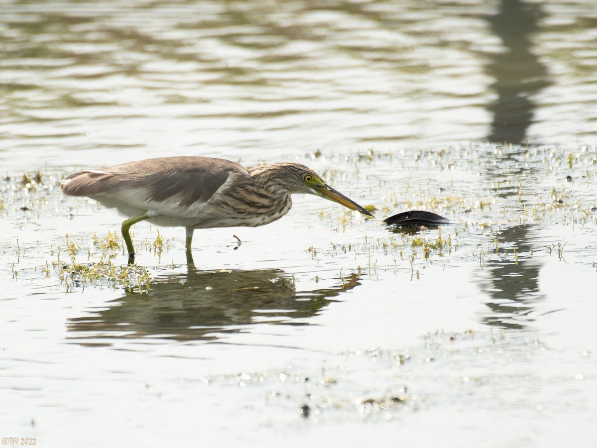 Javan Pond-Heron - ML505055401