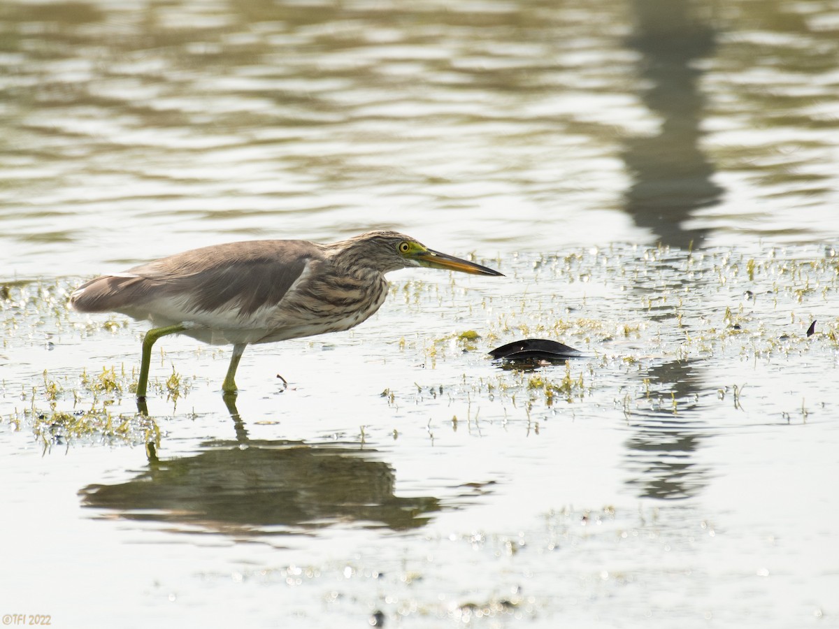 Javan Pond-Heron - ML505055421