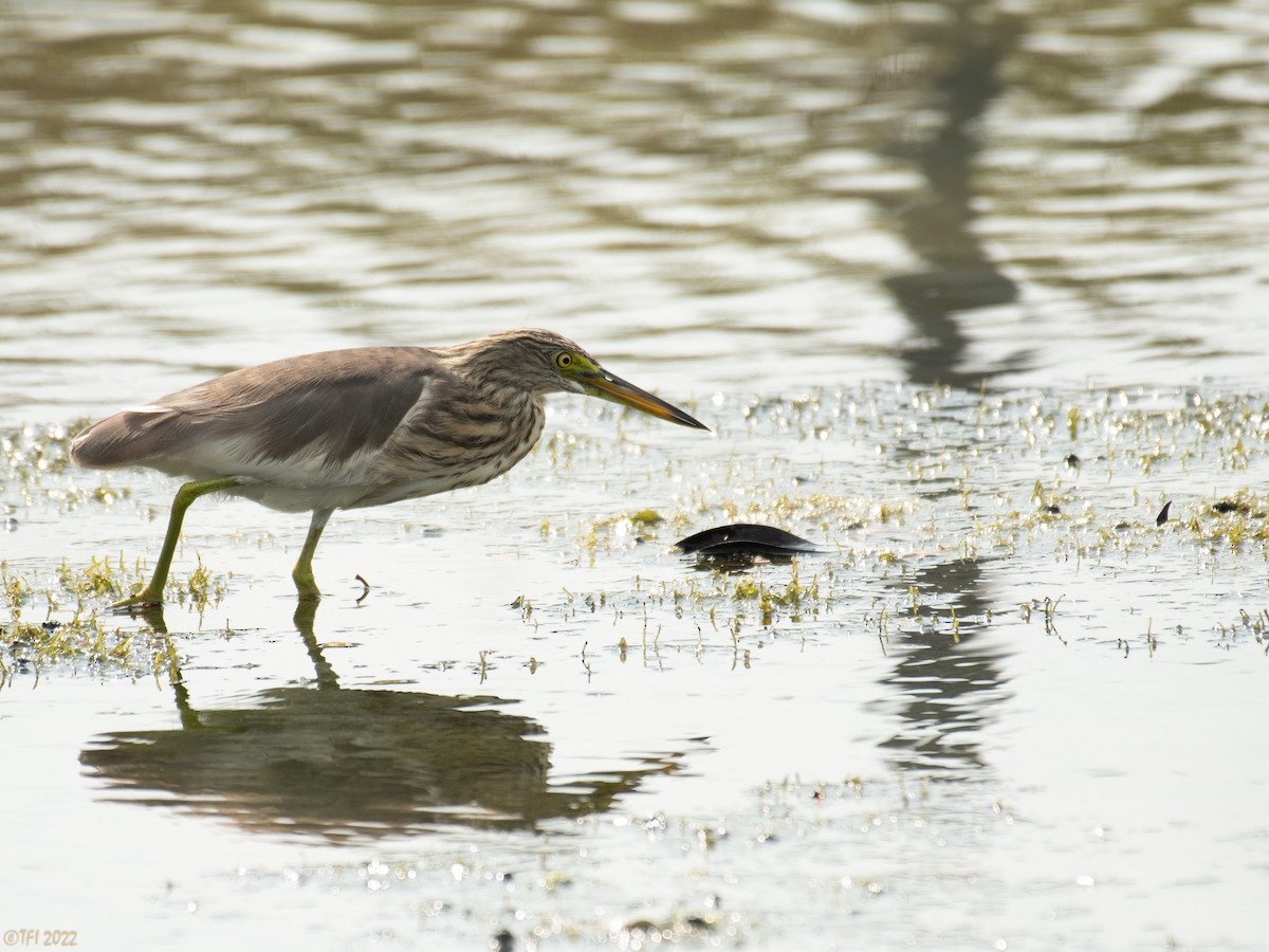 Javan Pond-Heron - ML505055441
