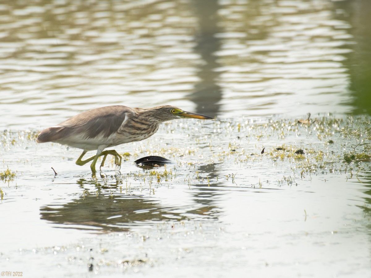Javan Pond-Heron - ML505055451