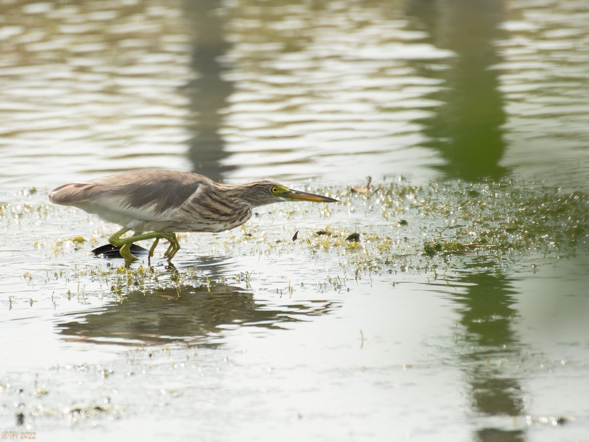 Javan Pond-Heron - ML505055501