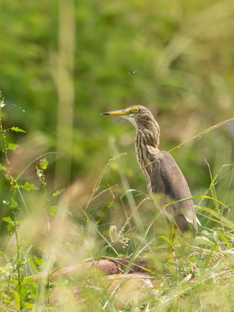 Javan Pond-Heron - ML505055571