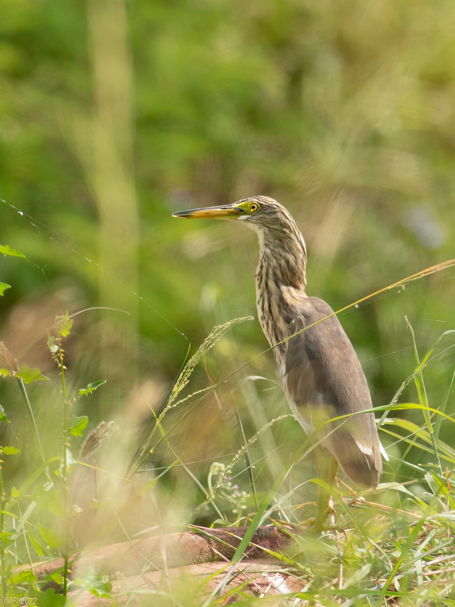 Javan Pond-Heron - ML505055601