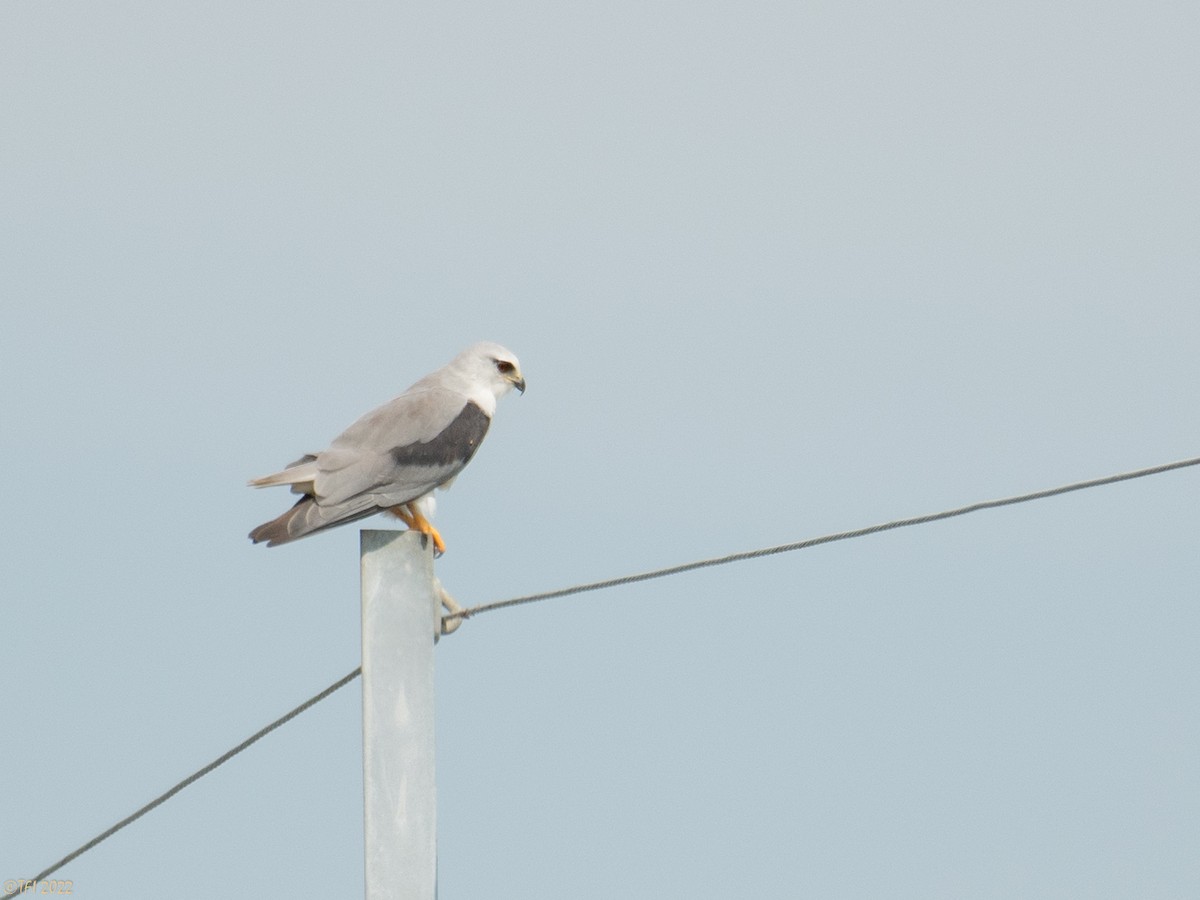 Black-winged Kite - ML505056241