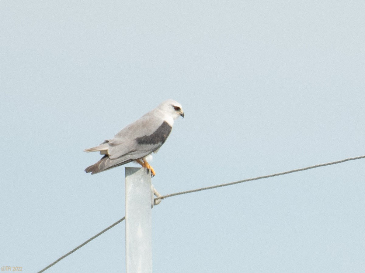 Black-winged Kite - ML505056321