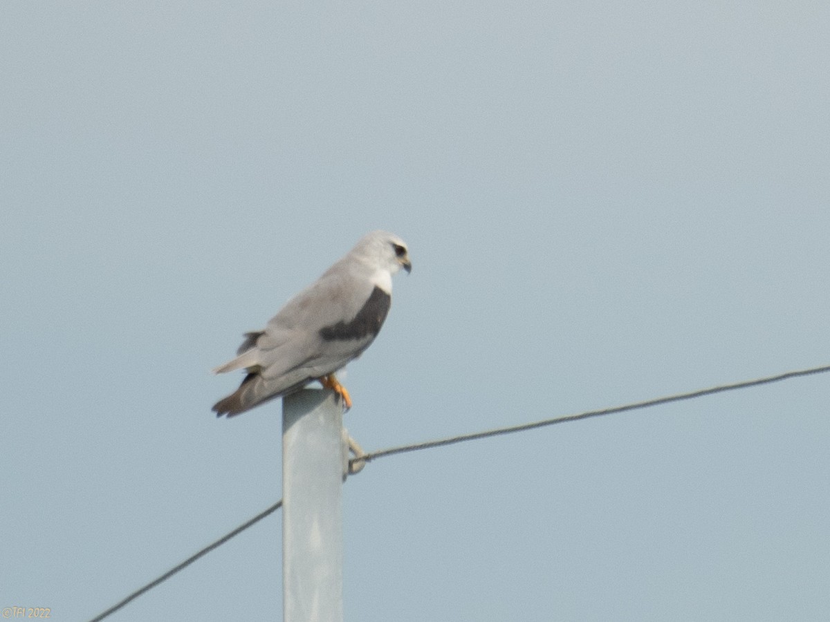 Black-winged Kite - ML505056371