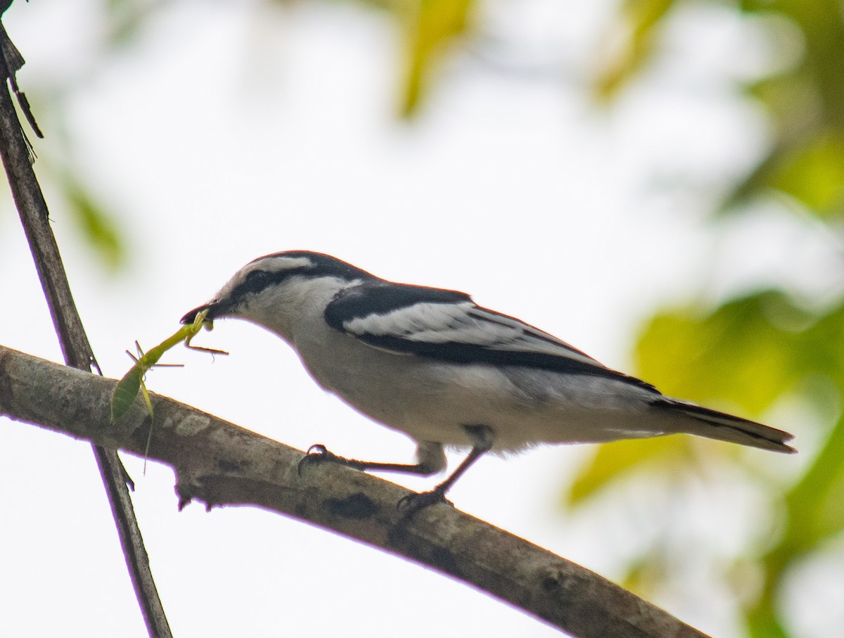 Pied Triller - Jonathan Tickner